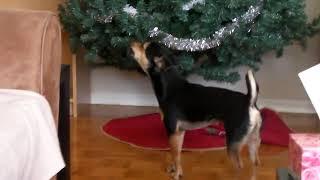 Hilarious moment CUTEST Dog howling at the fire alarm tests during Christmas