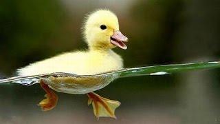 Cute Ducklings Swimming  In The Pool