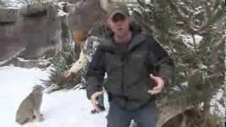 Canada lynx plays in the snow