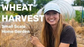 Growing and Harvesting Wheat  on a Small Scale & Making Bread! 