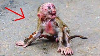 ohGod..! Cute Monkey. What Happened Baby..? | Nice Clip Baby Monkey | TOP TV Monkeys