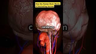 How the Human Brain Works: A Fascinating Journey #naturefacts