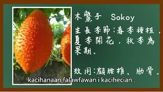 【野菜教室】Sokoy 木鱉子