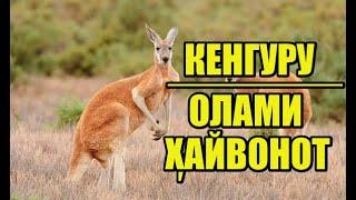 Кенгуру │ Олами ҳайвонот #1