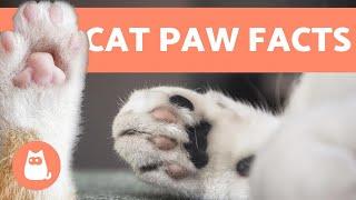 10 FUN FACTS About CAT PAWS  Find Out More!