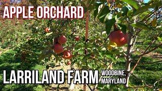 Apple Picking Before the Fruit Season Ends | LARRILAND FARM | Woodbine, Maryland