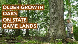 Older-Growth Oaks On State Game Lands