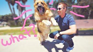 Homeless German Shepherd Dog Screams Like a Person When He Sees Ocean First Time! (Amazing Reaction)