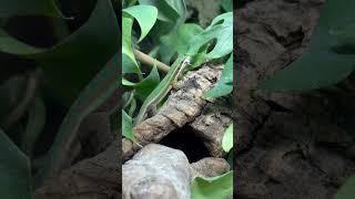 Phelsuma cepediana hunting cricket