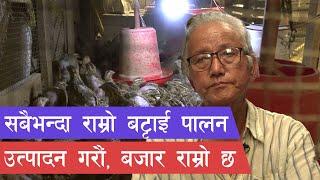 ३ हजार बट्टाई पाले, मासिक १ लाख कमाउन विदेश जानु पर्दैन || Battai farming in nepal ||