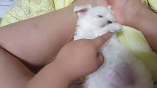 강아지  관절 인형꿀귀