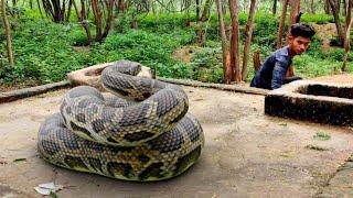 Anaconda Snake 3 in Real Life