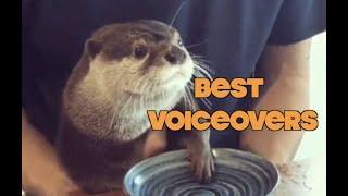 Funniest Animal Voiceovers - Ep. 2