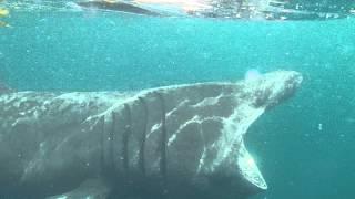Kayaking with Basking Shark Scotland