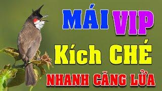 CHÀO MÀO MÁI KÍCH TRỐNG CĂNG LỬA  - CÁCH KÍCH LỬA CHÀO MÀO SỔ BỌNG HÓT CHÉ #chàomàohót