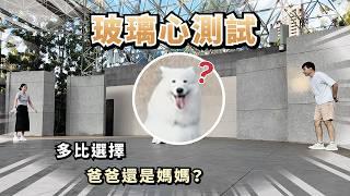 『玻璃心測試』多比的選擇，爸爸還是媽媽？(薩摩耶多比Dobby is free)