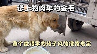 【狗市实拍】狗肉车旁发呆的金毛，一动不动，像个做错事的孩子，被主人抛弃！