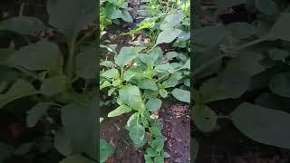 Quá Hạnh Phúc Khi Vườn Rau Cho Thành Quả Xứng Đáng