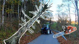 Farmers POV - Clearing Dangerous Hung Trees | New Holland T4.75, Husqvarna 353