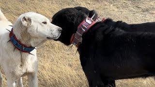 AKBASH SHEPHERD DOGS VS BLACK ANATOLIAN SHEPHERD DOGS ! FACING AGAINST