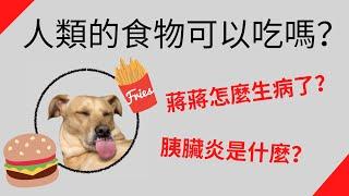 【寵物可以吃人類食物嗎？】認識胰臟炎