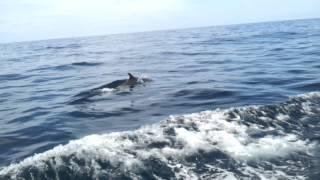 Dolphins off Shinnecock Inlet