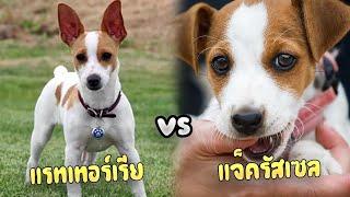 แรทเทอร์เรีย vs แจ็ครัสเซลเทอร์เรีย (Rat Terrier vs Jack Russell Terrier)