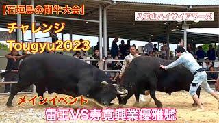 【石垣島の闘牛大会】チャレンジTougyu2023メインイベント雷王VS寿寛興業優雅號