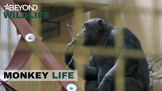 S7E14 | Hananya’s Chimps Go Fishing For Goodies | Monkey Life | Beyond Wildlife