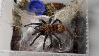 Feeding my Green bottle blue Tarantula Chromatopelma cyaneopubescens