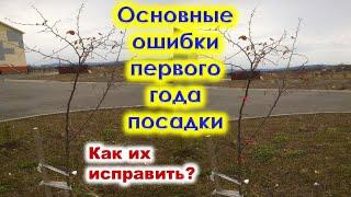 Основные ОШИБКИ первого года ПОСАДКИ САЖЕНЦЕВ в саду