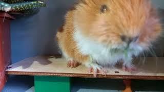 Guinea pig. Adventure funny 