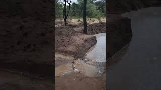 Brand new permaculture swale filling up #permaculturedesign #permaculturefoodforest #farming
