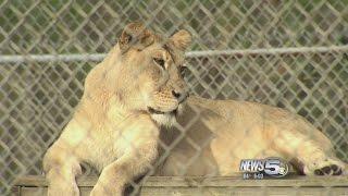 Alabama Gulf Coast Zoo Surviving the Storm, Again