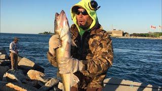 How To Whip For Walleye From Shore! MASTER ANGLER WALLEYE 31 Inchs Plus!