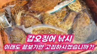 심화과정. 갑오징어 낚시. 끝보기 기법 팩트폭행!! 끝보기만 옳다??