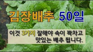 김장 배추 50일 이것 3가지 잘해야 속이 꽉 차고 맛있는 배추 됩니다. #김장배추 가꾸기 #김장 배추 결구시 해야 할일.