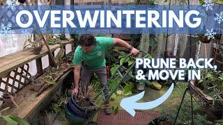 Before Winter Hits, MOVE Your Plants Indoors! #overwintering