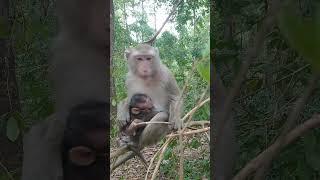 monkey in specs carve act.  #shorts