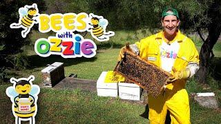 How Is Honey Made for Kids | Learn About Bees | Educational Video For Kids