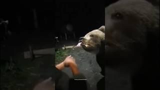 Funny Bears | Bear Attack | Polar Bear | Funny Animals #shorts #bear #funnybear #grizzlybear