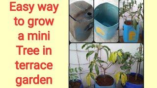 Easy way to plant a mini tree in ur terrace garden/ mango tree in container.