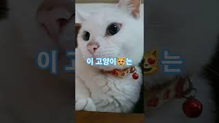 그거 알아요? #유명한 #고양이 #귀여운고양이 #귀염둥이