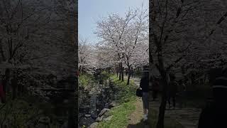 Cherry Blossom Festival in Jeju Island, Korea