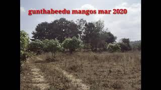 Mango estates - subramanyam gaddam naginenivari palli