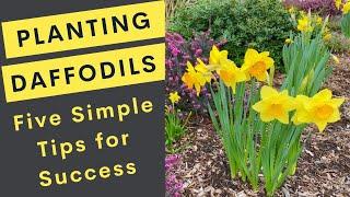 Planting Daffodils: 5 Simple, Easy Tips for Success