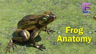 Anatomy of an Frog | Structural Organization of Animals | CBSE Class 11 Biology by Elearnin