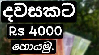 Earn Money Spin Day Application Sinhala