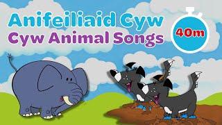 Caneuon yr Anifeiliaid | Welsh Animal Songs for Children | Cyw