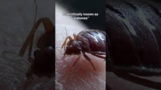 Fun Fact About Bed Bug Bites!